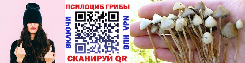 цена   даркнет состав  Псилоцибиновые грибы Psilocybine cubensis  Ветлуга  ссылка на мегу  